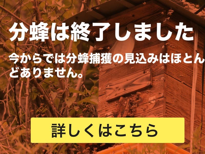 分蜂直前！