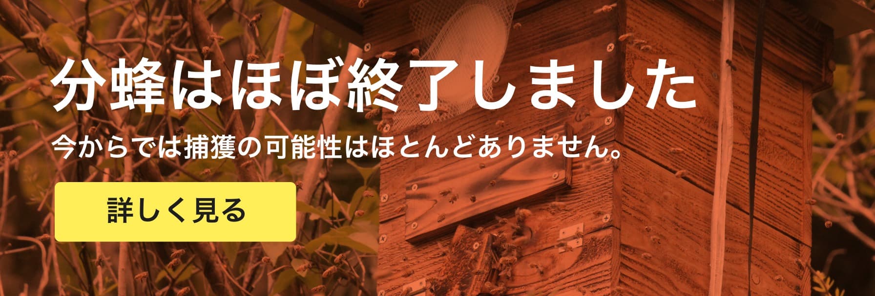 分蜂直前！