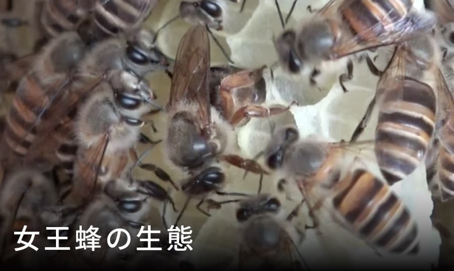 女王蜂