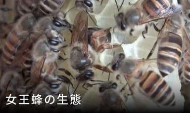 女王蜂
