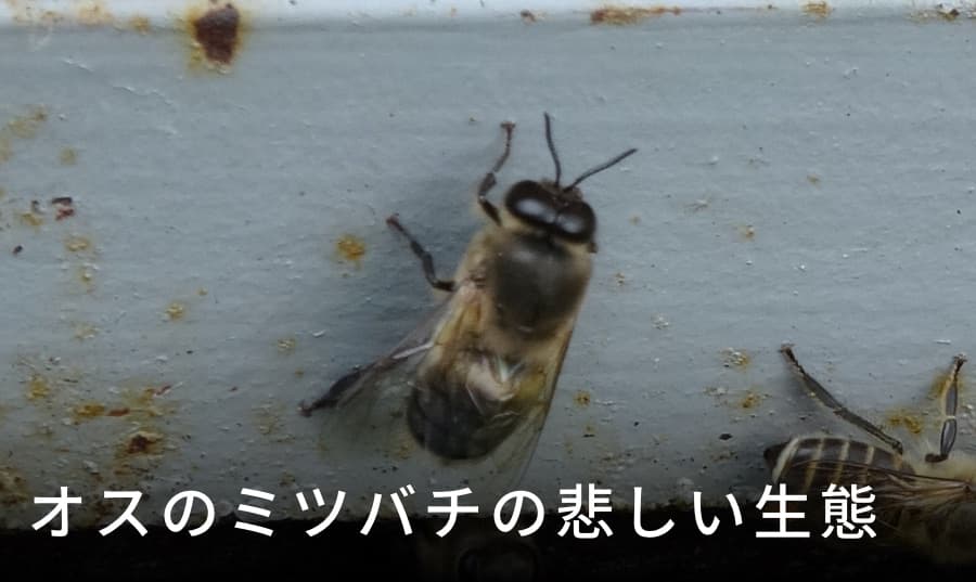 雄蜂の驚きの一生