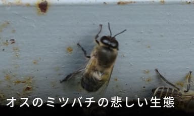 雄蜂の驚きの一生