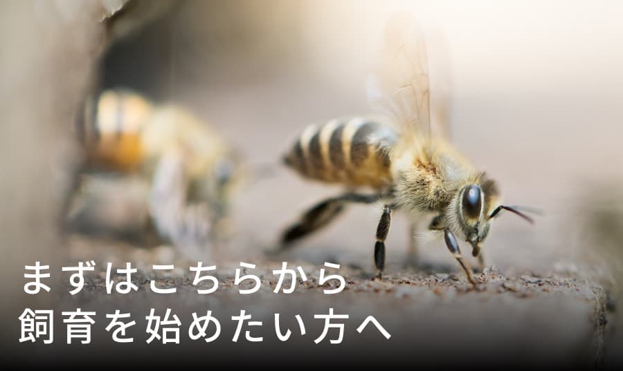 ニホンミツバチとは