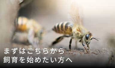 飼育を始めたい方へ