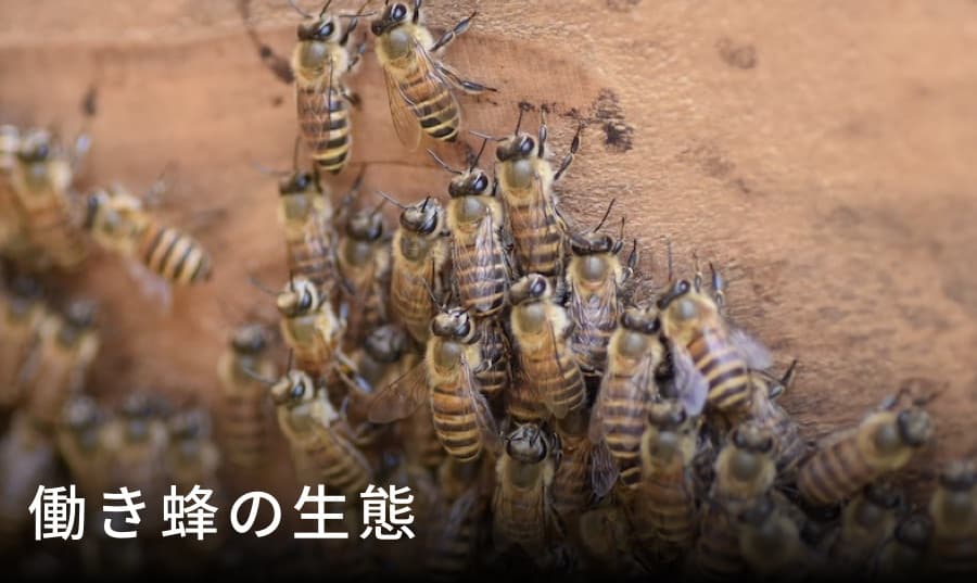 働き蜂
