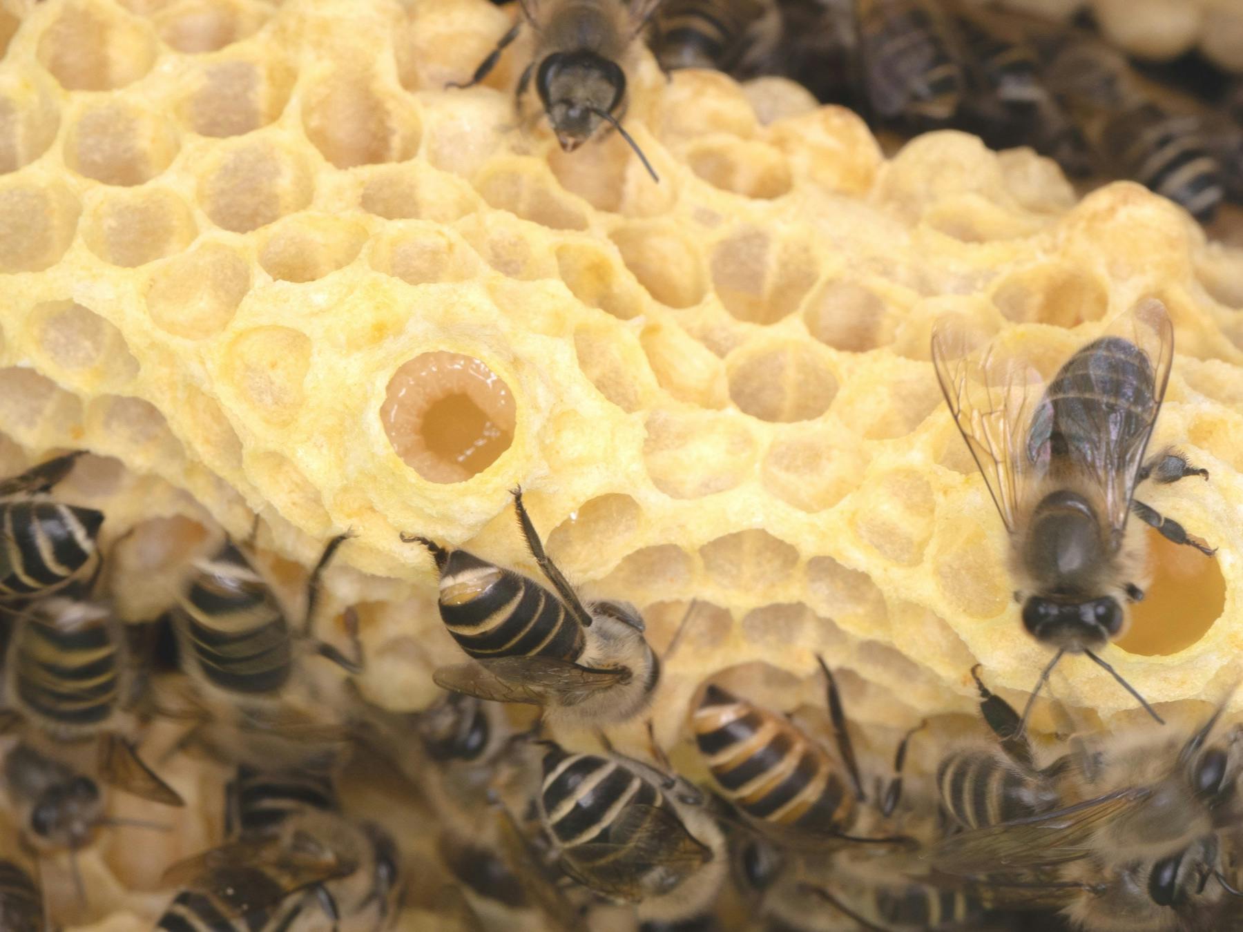 ニホンミツバチの王台