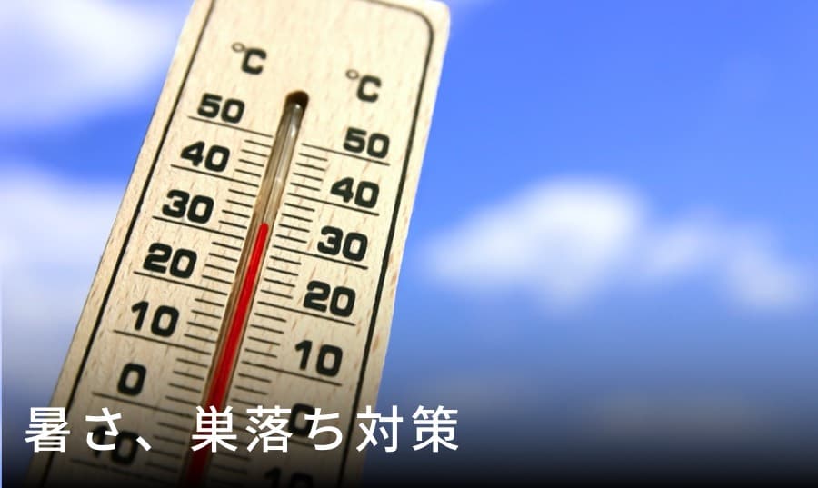 暑さ、巣落ち対策