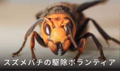 スズメバチの駆除ボランティア