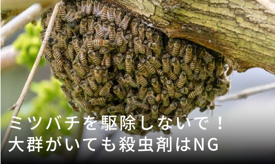 ミツバチを駆除しないで