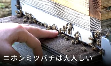 ニホンミツバチは刺すか
