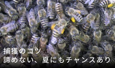 夏にもチャンス