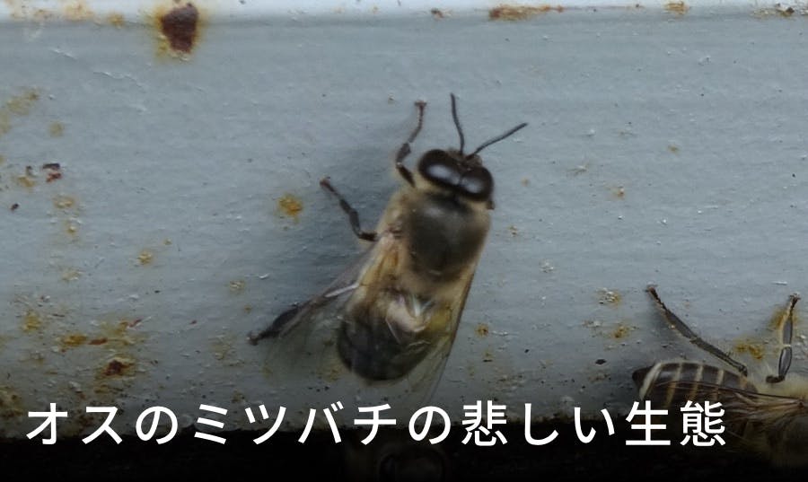 雄蜂の悲しい生態
