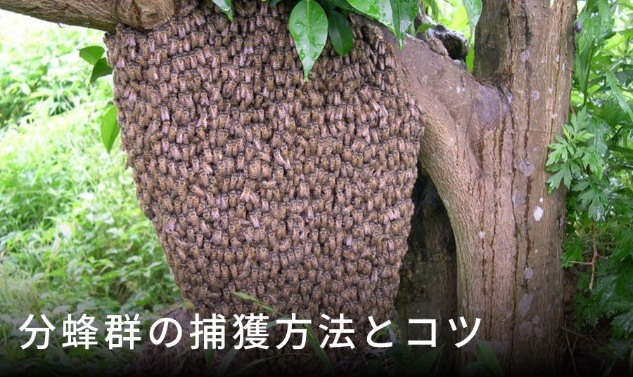 分蜂の捕獲方法