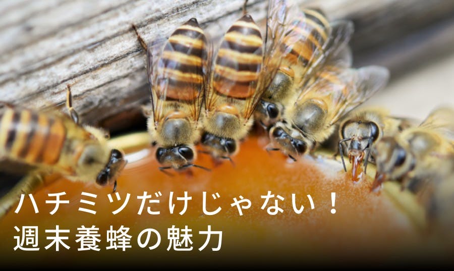 週末養蜂の魅力とは