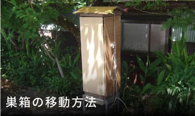 巣箱の移動方法