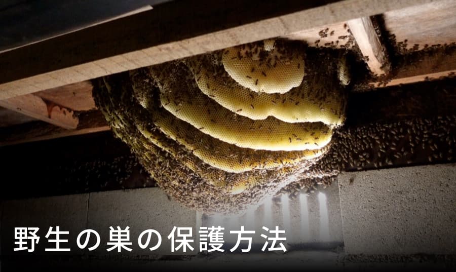 自然巣の保護方法