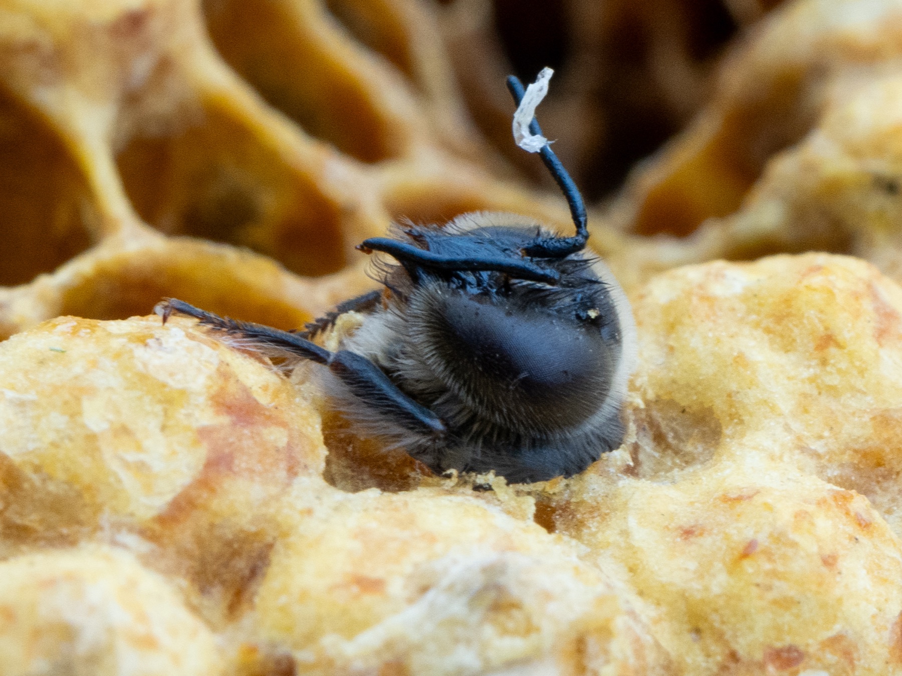 ニホンミツバチのオス、雄蜂の悲しい生態