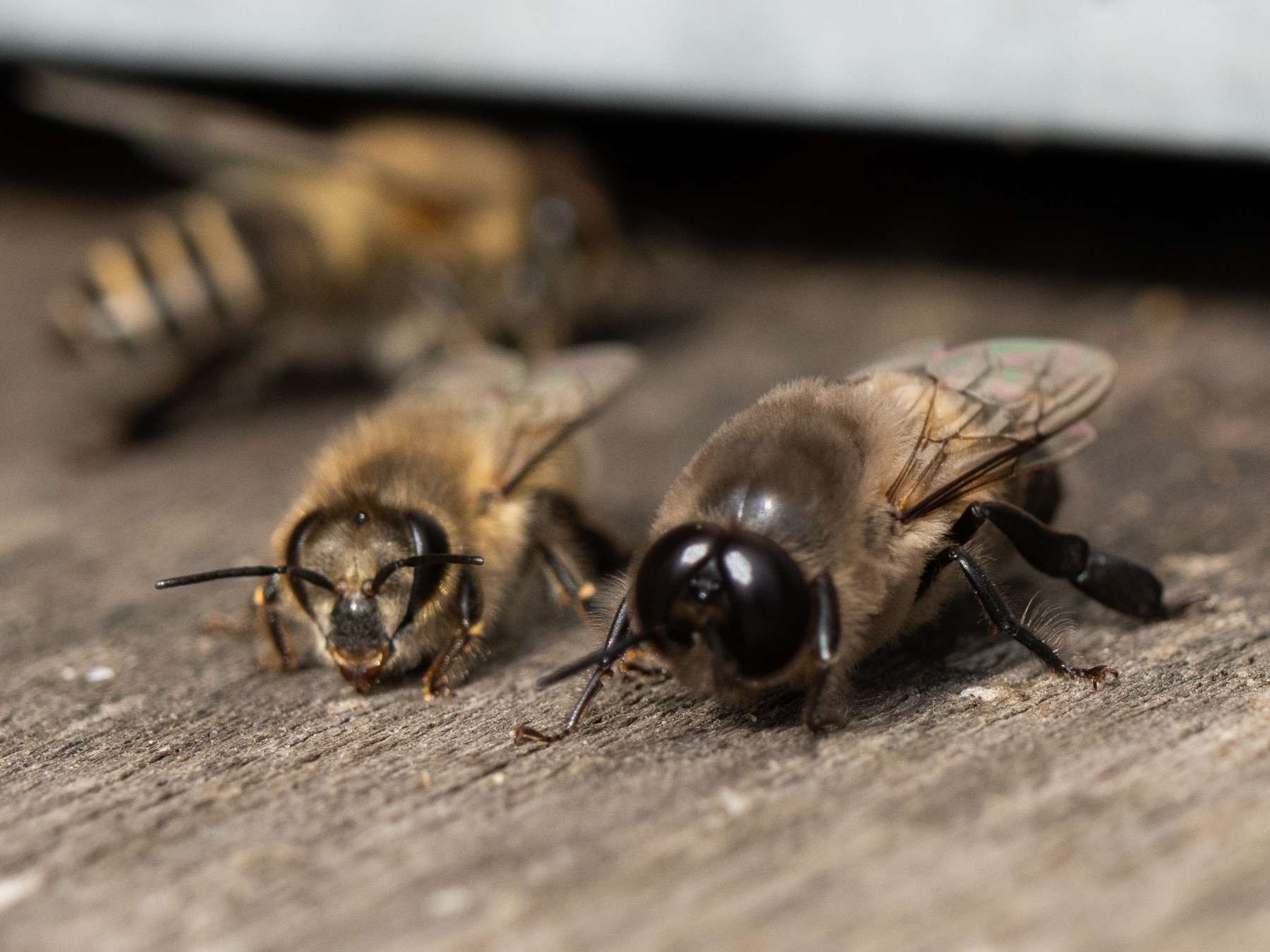 ニホンミツバチのオス、雄蜂の悲しい生態