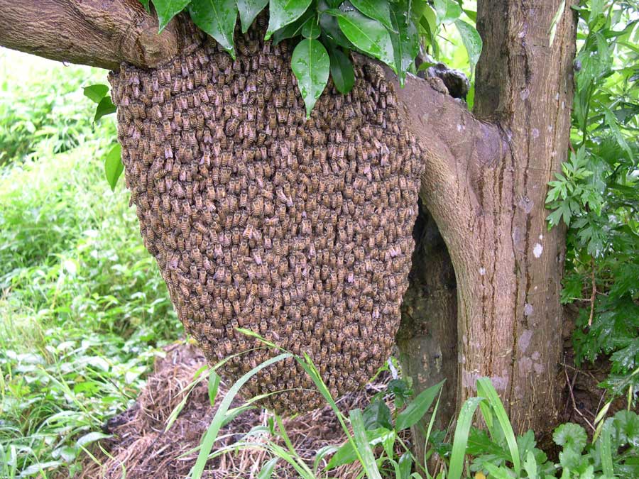 ニホンミツバチの分蜂の捕獲方法とコツ
