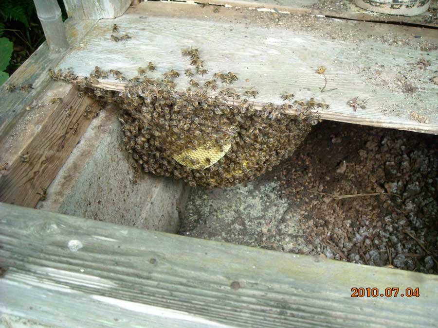 分蜂（ぶんぽう）とは？ニホンミツバチが増える仕組みと捕獲のチャンス