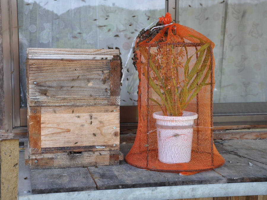 分蜂群れの捕獲のコツ2. できるだけ多くの巣箱を分散して設置しよう