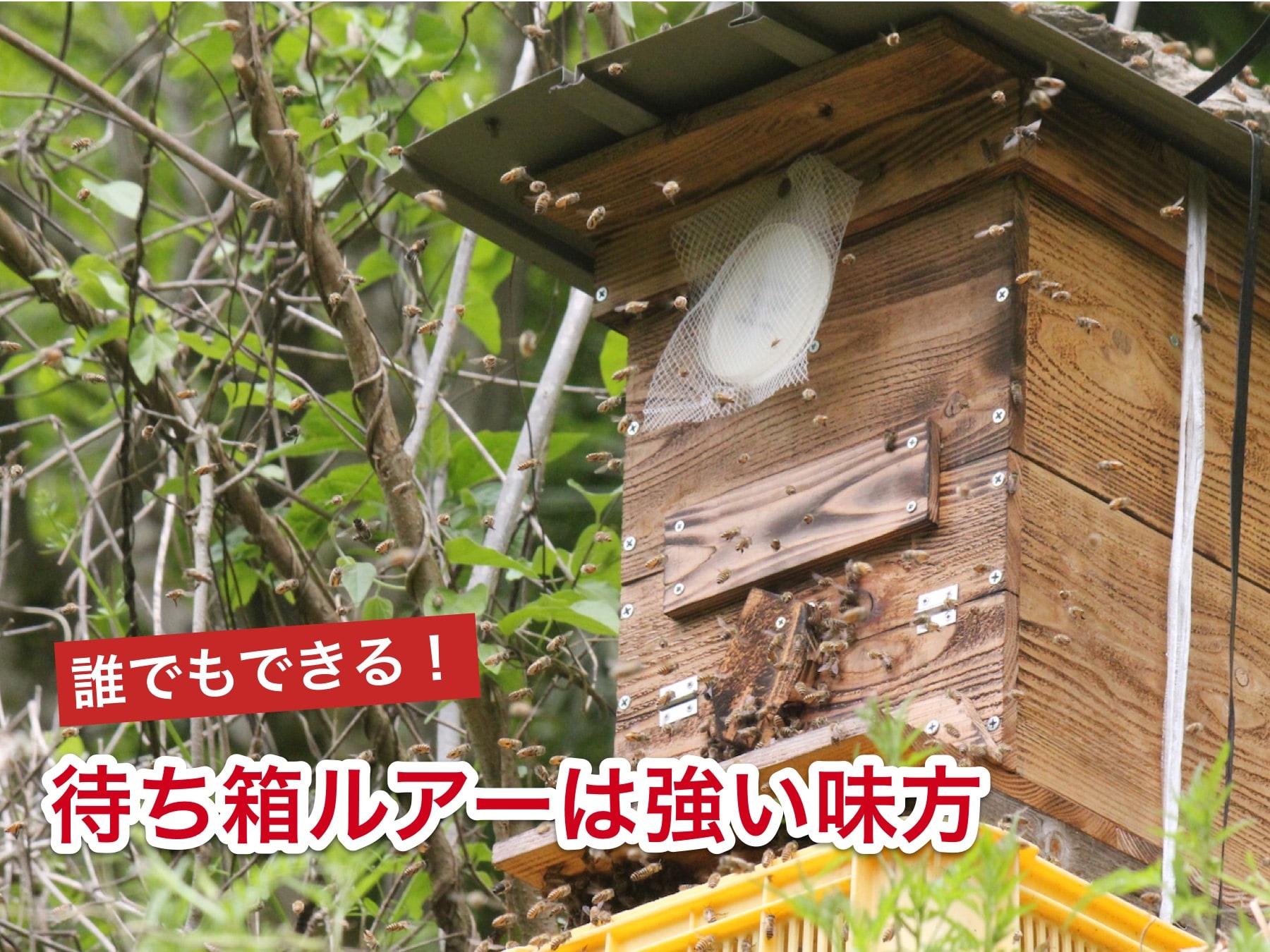 待ち箱ルアー　3個セット　週末養蜂家 待ち箱ルアーで始める！週末養蜂スタートキット 3セット