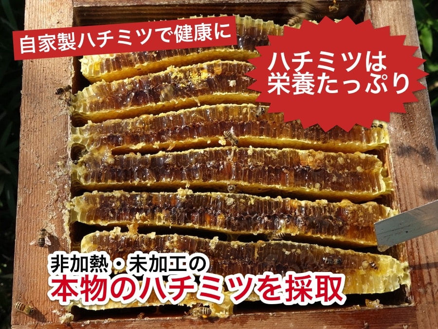 日本蜜蜂飼育してみませんか。 週末養蜂の始め方 ニホンミツバチの飼育入門