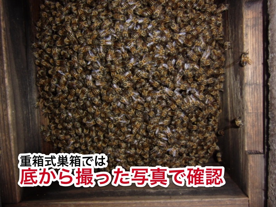 採蜜の時期と方法｜ニホンミツバチの重箱式巣箱からハチミツを収穫