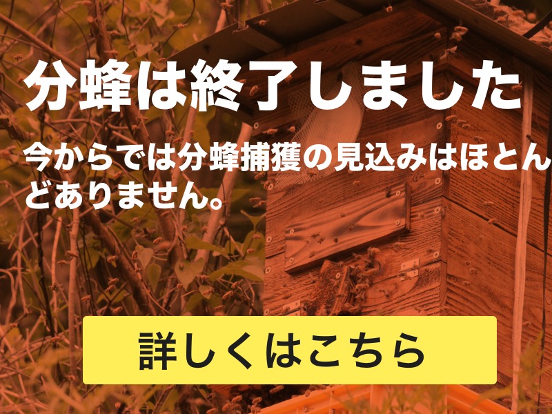日本蜜蜂巣箱　今年も分蜂に向けて　89 ニホンミツバチの飼育方法｜重箱式巣箱で始める週末養蜂の基本