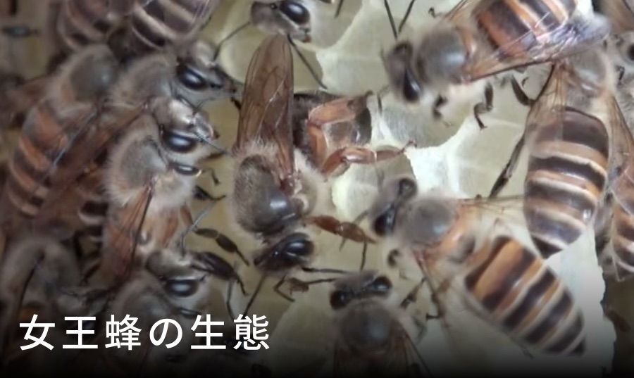 女王蜂の一生｜ニホンミツバチの大きさ・寿命・役割と群れの仕組み