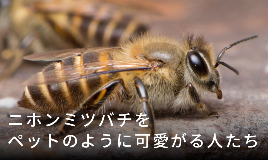 蜂がかわいい？日本ミツバチをペットのように可愛がる人たち