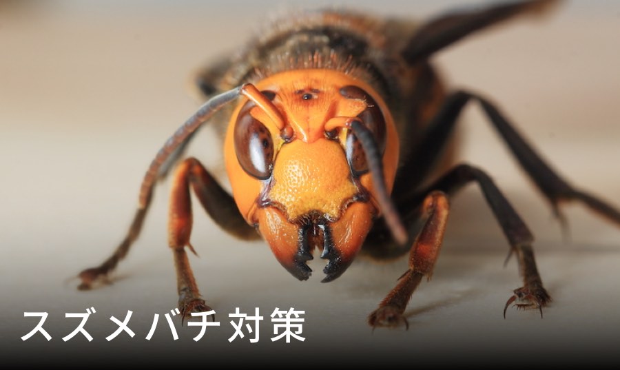 分蜂の時期はいつ？全国の開始時期と捕獲準備のポイントを解説