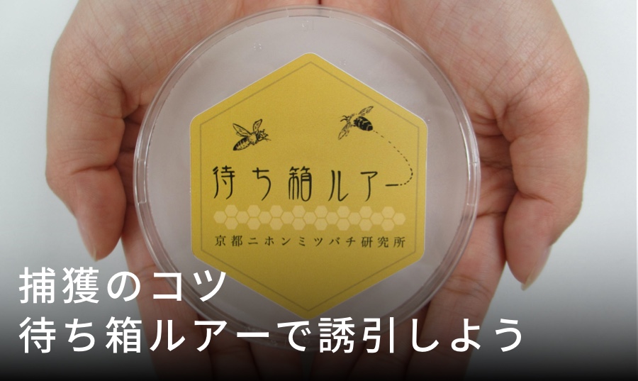 待ち箱ルアーの使い方｜ニホンミツバチを誘引する必須アイテム