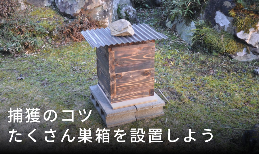 ニホンミツバチの巣箱（待ち箱）はいつ設置すべきですか？