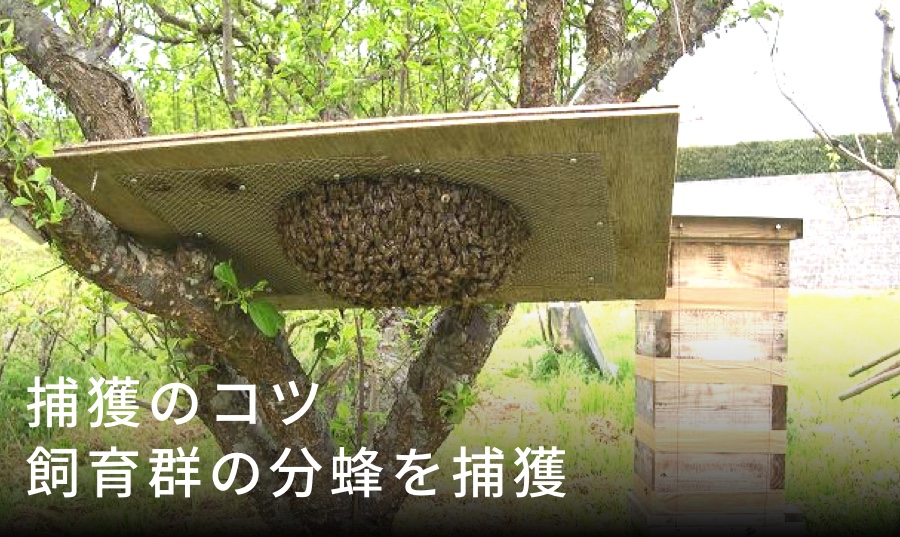 分蜂集合板の作り方と使い方｜飼育群の分蜂を効率的に捕獲するコツ