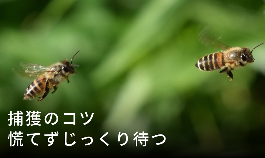 ニホンミツバチの分蜂群の捕獲方法｜初心者でも成功率を上げる6つのコツ
