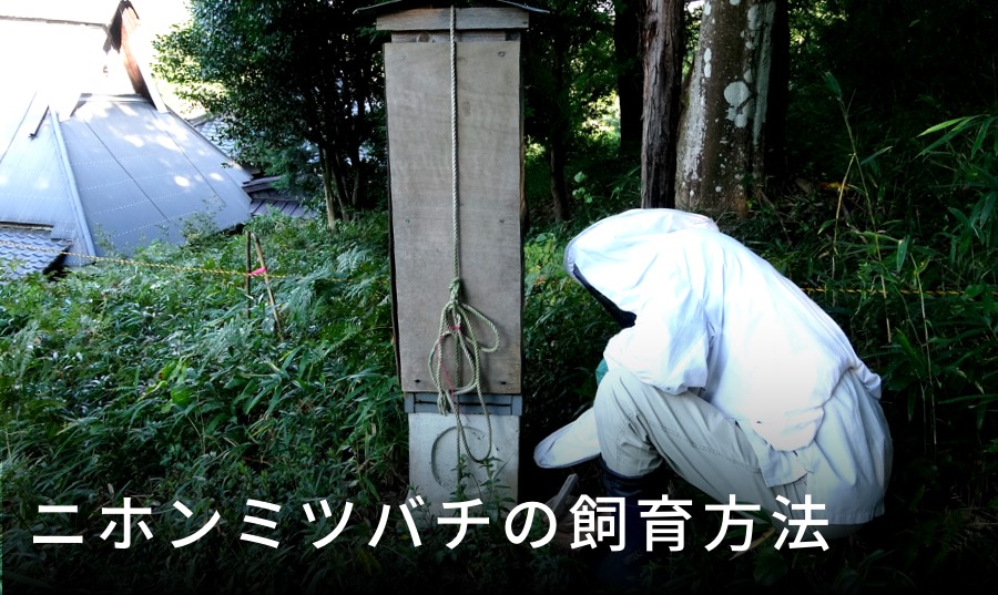 綺麗な色の巣蜜が採れる！？盛り上げ巣を作ってみた！