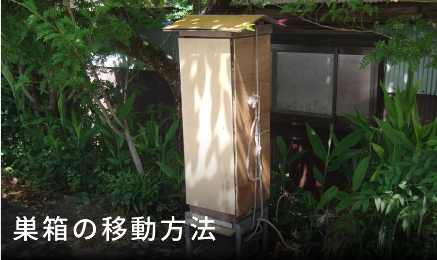 ニホンミツバチの巣箱の移動方法｜迷い蜂を出さない正しい手順