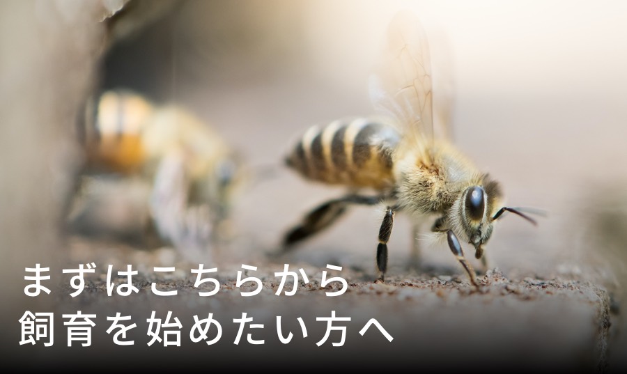ニホンミツバチの巣箱に集まるムカデ、カマキリ、蜘蛛、カエル、アリ