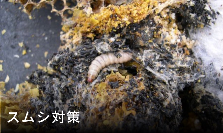 ニホンミツバチの巣箱に集まるムカデ、カマキリ、蜘蛛、カエル、アリ