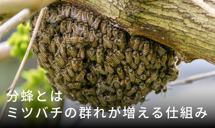 分蜂（ぶんぽう）とは？ニホンミツバチが増える仕組みと捕獲のチャンス